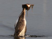 Die hofmakery 13 : frieda